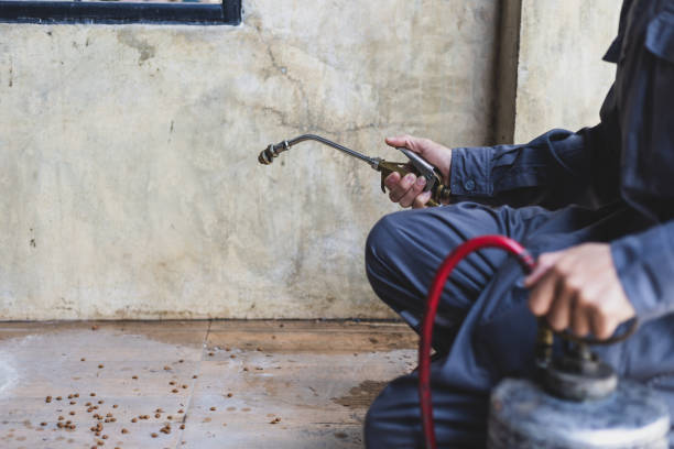Wasp Removal Services in Roseville, OH